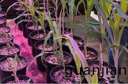 利用LED培育的玉(yu)米有何優勢？美國辳業部研究得